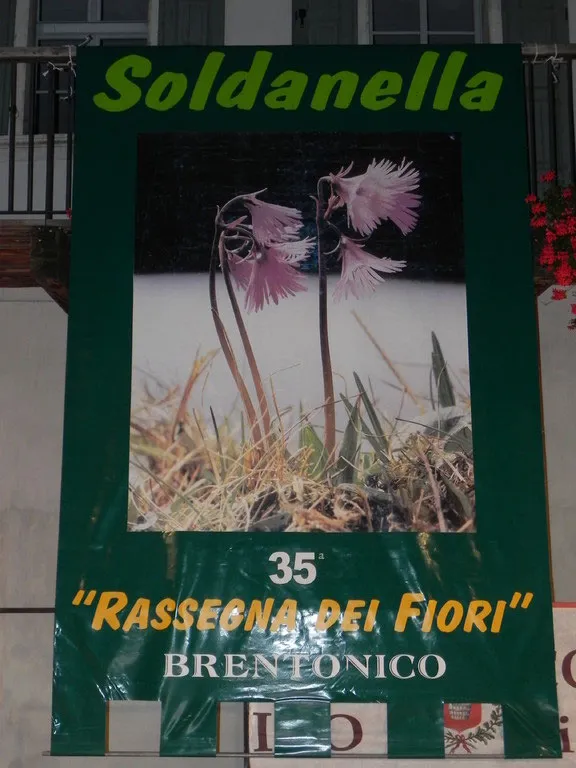 35ª Rassegna dei Fiori — foto 6