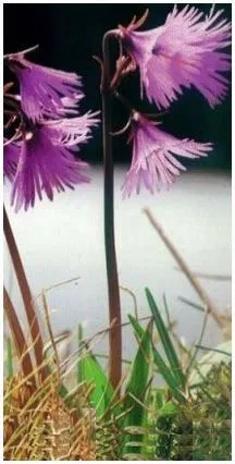 La soldanella, fiore del Monte Baldo